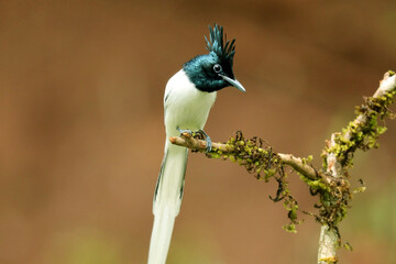 Asian Paradise Flycatcher, Terpsiphone paradisi, Ganeshgudi, Karnataka, India