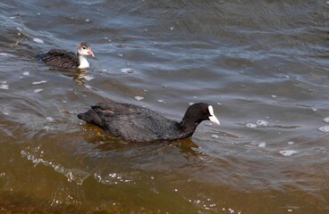 Eurasian coot, or common coot, or Australian coot (Lat. Fulica atra) of Rallidae family and its chick swimming. Parent and juvenile aquatic birds. Black red-eyed adult waterbird with grey offspring.