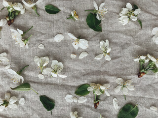 Cherry and apple blossoms, petals and leaves on rustic linen. Hello spring, Happy Easter! Aesthetic