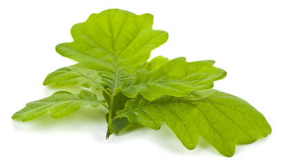 Green oak leaves isolated on white background close up.