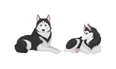 Siberian Husky as Medium-sized Working Dog Breed in Different Poses Vector Set