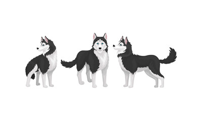 Black and White Siberian Husky as Medium-sized Working Dog Breed in Different Poses Vector Set