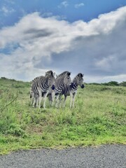 Naklejka premium zebra in the wild