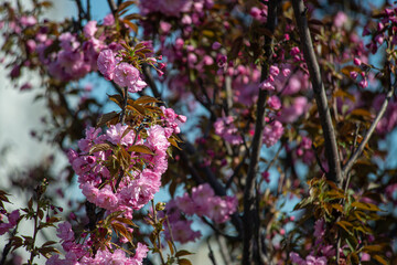 Beautiful spring sakura branches with flowers on a sunny day macro photography