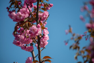 Beautiful spring sakura branches with flowers on a sunny day macro photography