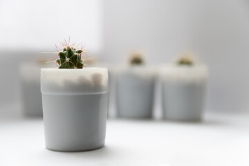 small green cactus on a white background