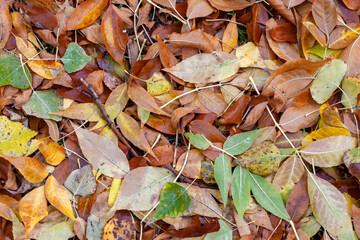 fallen leaves from trees in autumn