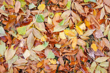 fallen leaves from trees in autumn
