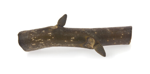 Firewood tree branch isolated on white background close-up.