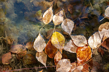 Leaves in autumn in the water