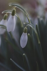 Snowdrops in moody colours