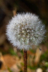 Beautiful dandelion seed head with rain droplets set against a blurred background.