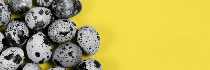 The easter background with the quail eggs in the trendy illuminating yellow and ultimate gray colors of the year, the banner.