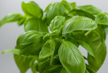 Closeup of fresh basil leaves.