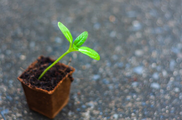 Green seedling thriving in a germinating fibre pot set against a blurred background,Argiculture concept.