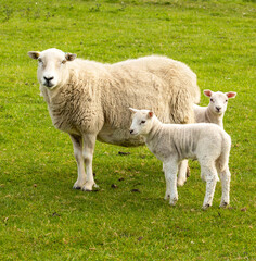 Fototapeta premium Mother sheep, a Ewe with her twin lambs in Springtime. Facing forward in green meadow. No people. Yorkshire Dales. England. Portrait, Vertical. Space for copy.