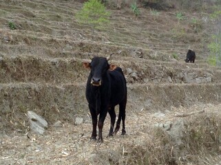 Big Black Bull is standing and watching in front of the farm at Nepal