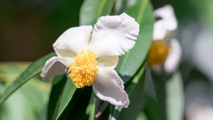 Flower of Mesua ferrea or Iron wood in garden, The ironwood tree, faith-based Asian white flowers with yellow stamens.