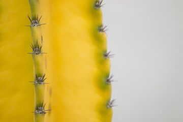 Yellow cactus with spikes close up with grey background