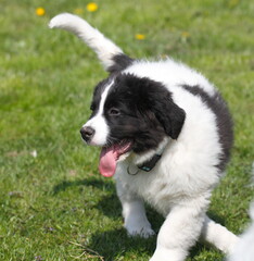 Young beautiful Landseer dog playing in the garden