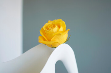 Yellow rose head in white vase