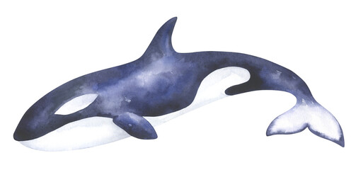 Orca Killer Whale Illustration © Кристина Зюкова