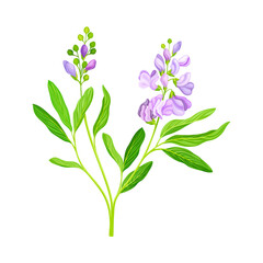 Alfalfa or Lucerne Healing Flower with Elongated Leaves and Clusters of Small Purple Flowers Vector Illustration