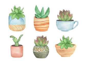 Watercolor succulents in boho pots, hand drawing illustration