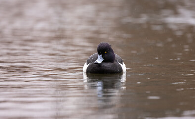 A Tufted Duck (Aythya fuligula) swimming on a lake in Denmark