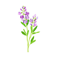 Fototapeta na wymiar Alfalfa or Lucerne Healing Flower with Elongated Leaves and Clusters of Small Purple Flowers Vector Illustration