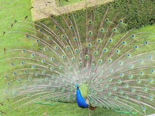 Obraz premium Przyrodniczo