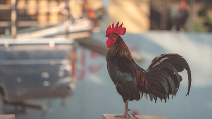 Morning with chicken alarm  © ebcart