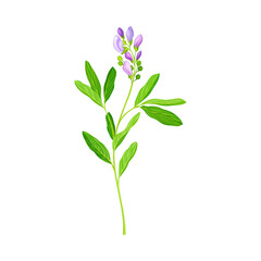 Fototapeta premium Alfalfa or Lucerne Healing Flower with Elongated Leaves and Clusters of Small Purple Flowers Vector Illustration