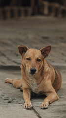 A portrait homeless dog 