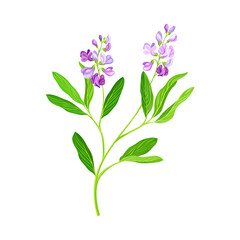 Alfalfa or Lucerne Healing Flower with Elongated Leaves and Clusters of Small Purple Flowers Vector Illustration