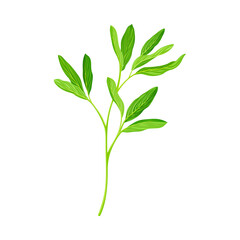 Green Branch of Alfalfa or Lucerne Healing Plant with Elongated Leaves Vector Illustration