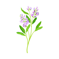 Medicago Sativa or Alfalfa Plant Having Elongated Leaves and Clusters of Small Purple Flowers Vector Illustration