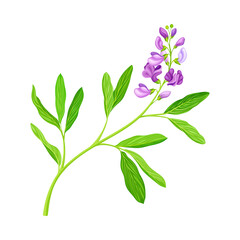 Medicago Sativa or Alfalfa Plant Having Elongated Leaves and Clusters of Small Purple Flowers Vector Illustration
