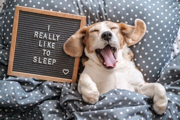 cute dog breed beagle funny sleeping on the pillow under the blanket. next to it is a wooden board...