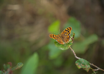 Fototapeta na wymiar Butterfly of the Walls (Parage aegeria) perched on a leaf