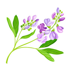 Lucerne or Alfalfa Plant Having Elongated Leaves and Clusters of Small Purple Flowers Vector Illustration