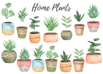 Watercolor illustration with home plants monstera, dracena, sansevieria isolated on white background