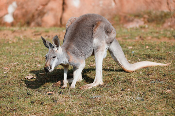 Naklejka na ściany i meble Red kangaroo (Macropus rufus) is the largest of all kangaroos, the largest terrestrial mammal native to Australia