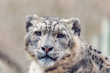 beautiful cat snow leopard - Irbis, Uncia uncia, endangered species in world