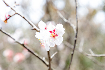 Cherry Blossom. Spring in Japan