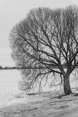 Fototapeta premium .tree without leaves by a frozen lake
