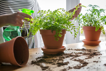 Garden,gardening home. Girl replanting green pasture in home garden.agriculture,indoor garden,room with plants banner Potted green plants at home, home jungle,Garden room gardening, Plant room,