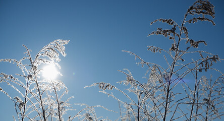 Fototapeta premium Winter scene. A frozen, withered inflorescence of a field grass against a clear blue sky, backlit by a bright sun.