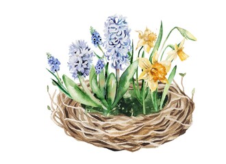Watercolor illustration.  Spring flower arrangement in the nest with egg, daffodils, hyacinths, muscari, leaves.  Design for Easter cards, prints, clothing, fabric