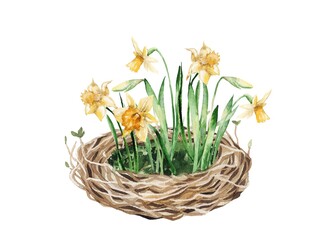 Watercolor illustration.  Spring flower arrangement in the nest with egg, daffodils, hyacinths, muscari, leaves.  Design for Easter cards, prints, clothing, fabric Watercolor illustration.  